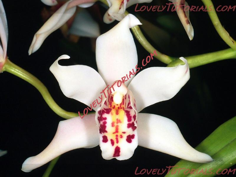 Название: Cymbidium parishii.jpg
Просмотров: 0

Размер: 135.3 Кб