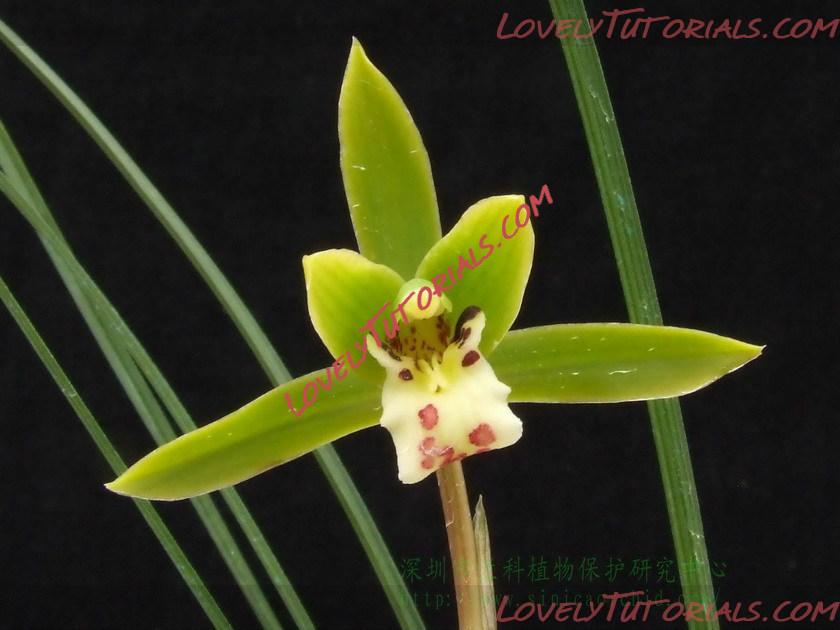 Название: Cymbidium qiubeiense.jpg
Просмотров: 0

Размер: 116.9 Кб