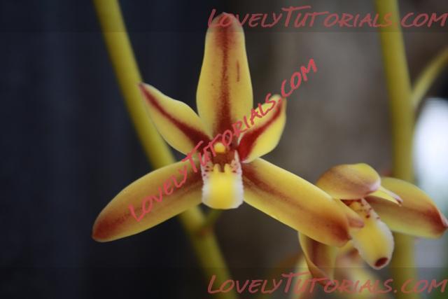 Название: Cymbidium rectum.jpg
Просмотров: 0

Размер: 91.3 Кб