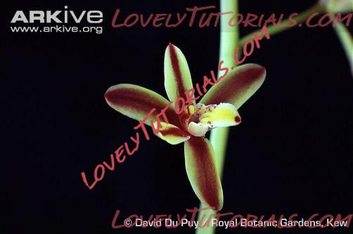 Название: Cymbidium rectum2.jpg
Просмотров: 0

Размер: 31.1 Кб