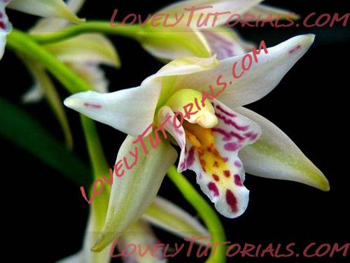 Название: Cymbidium roseum.jpg
Просмотров: 0

Размер: 69.2 Кб