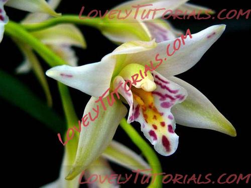 Название: Cymbidium roseum.jpg
Просмотров: 0

Размер: 69.2 Кб