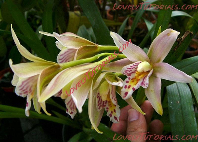 Название: Cymbidium roseum2.jpg
Просмотров: 0

Размер: 84.1 Кб