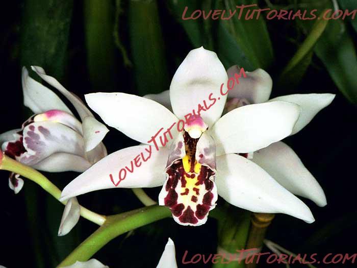 Название: Cymbidium sanderae.jpg
Просмотров: 0

Размер: 34.9 Кб