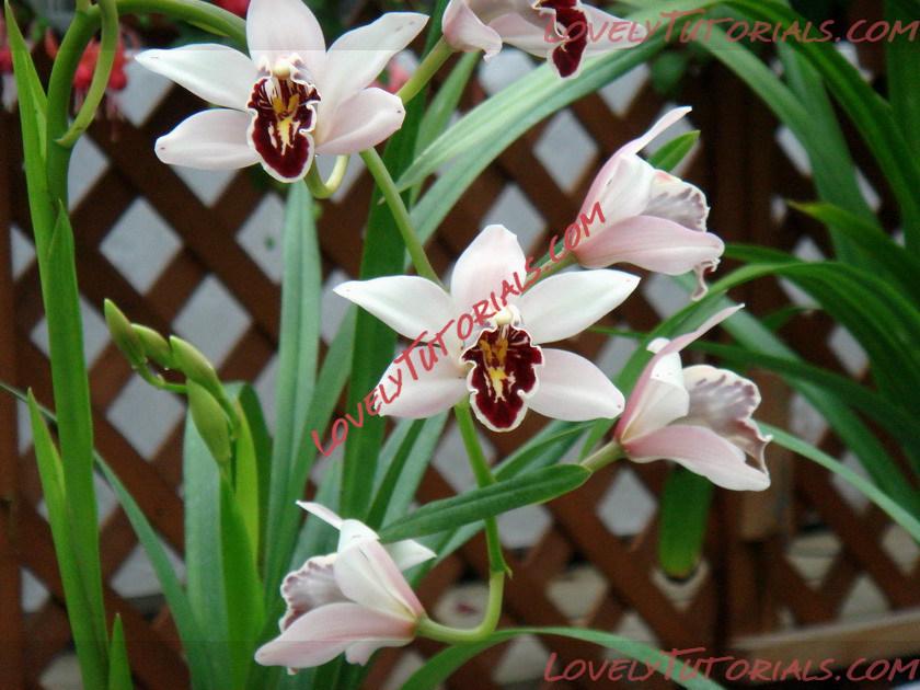 Название: Cymbidium sanderae2.jpg
Просмотров: 0

Размер: 141.0 Кб