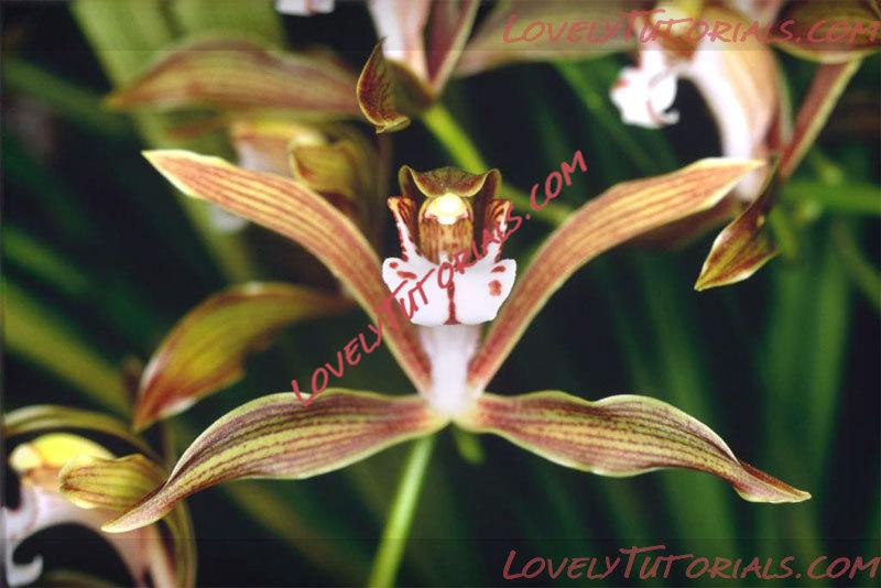 Название: Cymbidium schroederi.jpg
Просмотров: 0

Размер: 70.1 Кб