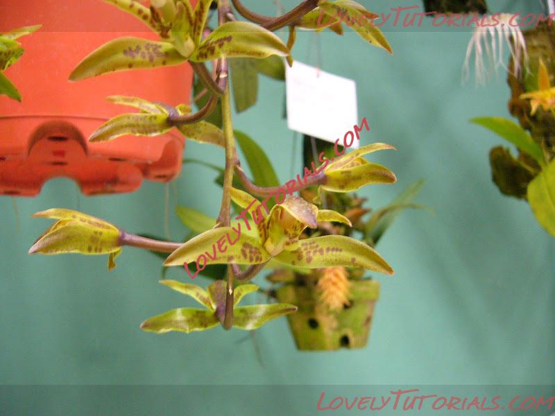 Название: Cymbidium sigmoideum.JPG
Просмотров: 0

Размер: 103.8 Кб