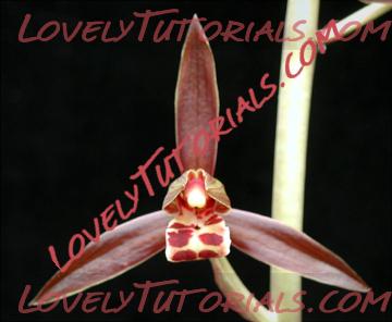 Название: Cymbidium sinense.jpg
Просмотров: 0

Размер: 75.3 Кб