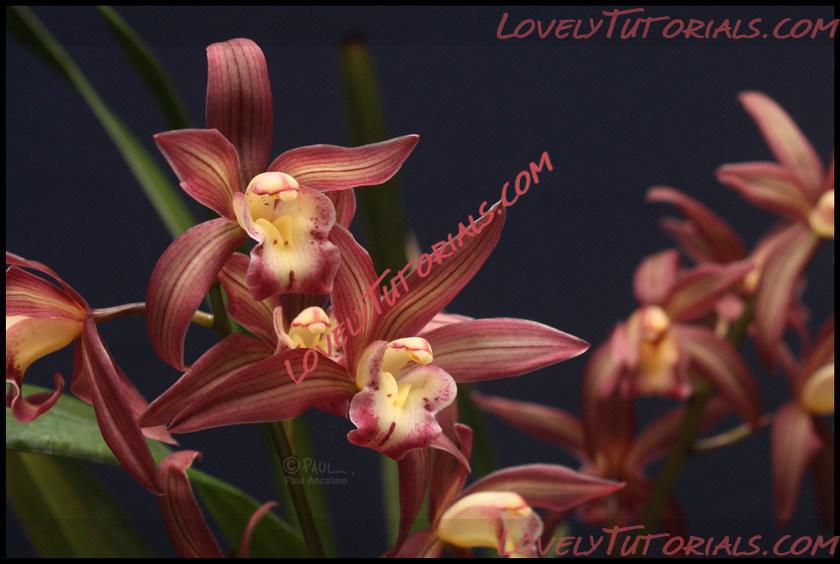 Название: Cymbidium sinense2.jpg
Просмотров: 0

Размер: 90.6 Кб