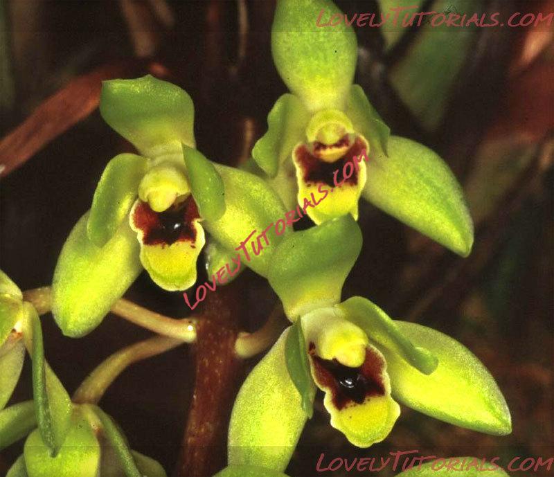 Название: Cymbidium suave.jpg
Просмотров: 0

Размер: 92.4 Кб