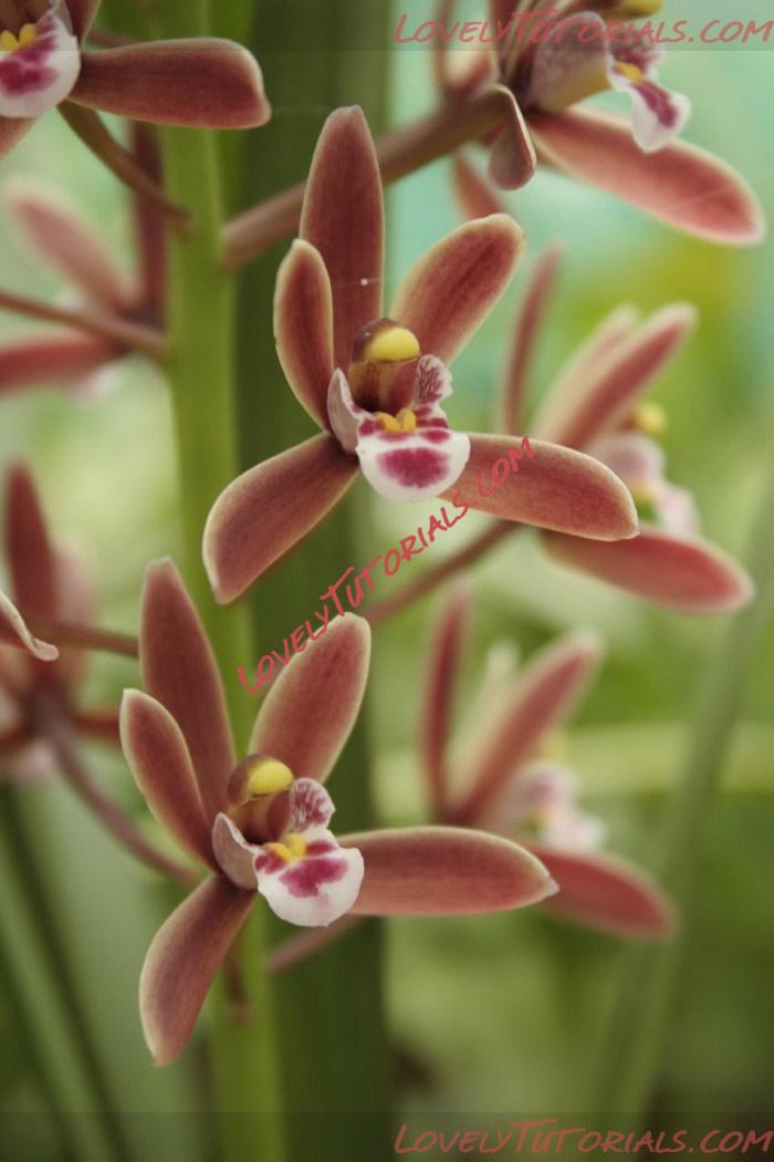 Название: Cymbidium suavissimum.jpg
Просмотров: 0

Размер: 123.7 Кб