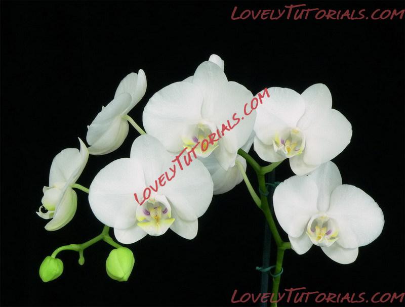 Название: Phalaenopsis amabilis3.jpg
Просмотров: 4

Размер: 77.8 Кб