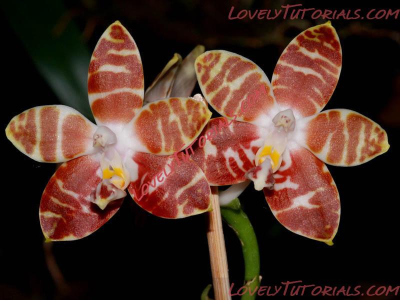 Название: Phalaenopsis amboinensis.jpg
Просмотров: 1

Размер: 102.4 Кб