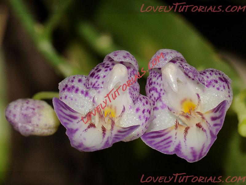 Название: Phalaenopsis apendiculata.jpg
Просмотров: 1

Размер: 103.2 Кб