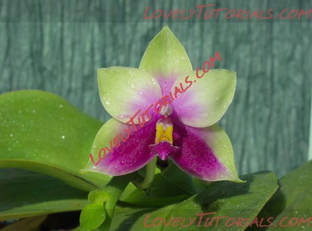 Название: Phalaenopsis bellina.jpg
Просмотров: 1

Размер: 44.5 Кб