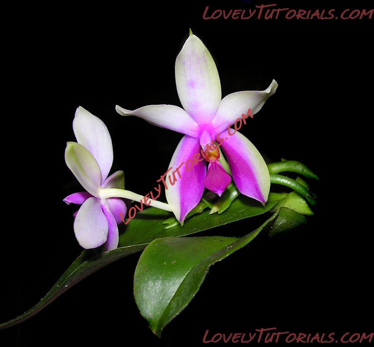 Название: Phalaenopsis bellina2.jpg
Просмотров: 2

Размер: 93.9 Кб