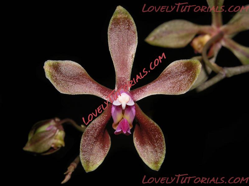 Название: Phalaenopsis braceana.jpg
Просмотров: 1

Размер: 65.4 Кб