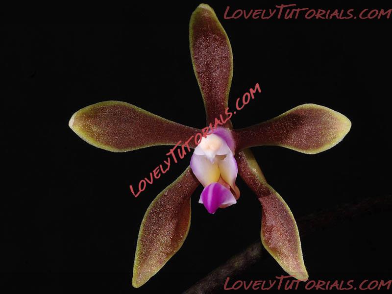 Название: Phalaenopsis braceana2.jpg
Просмотров: 0

Размер: 74.3 Кб