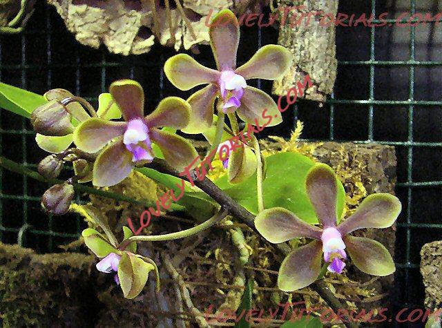 Название: Phalaenopsis braceana3.jpg
Просмотров: 0

Размер: 153.9 Кб