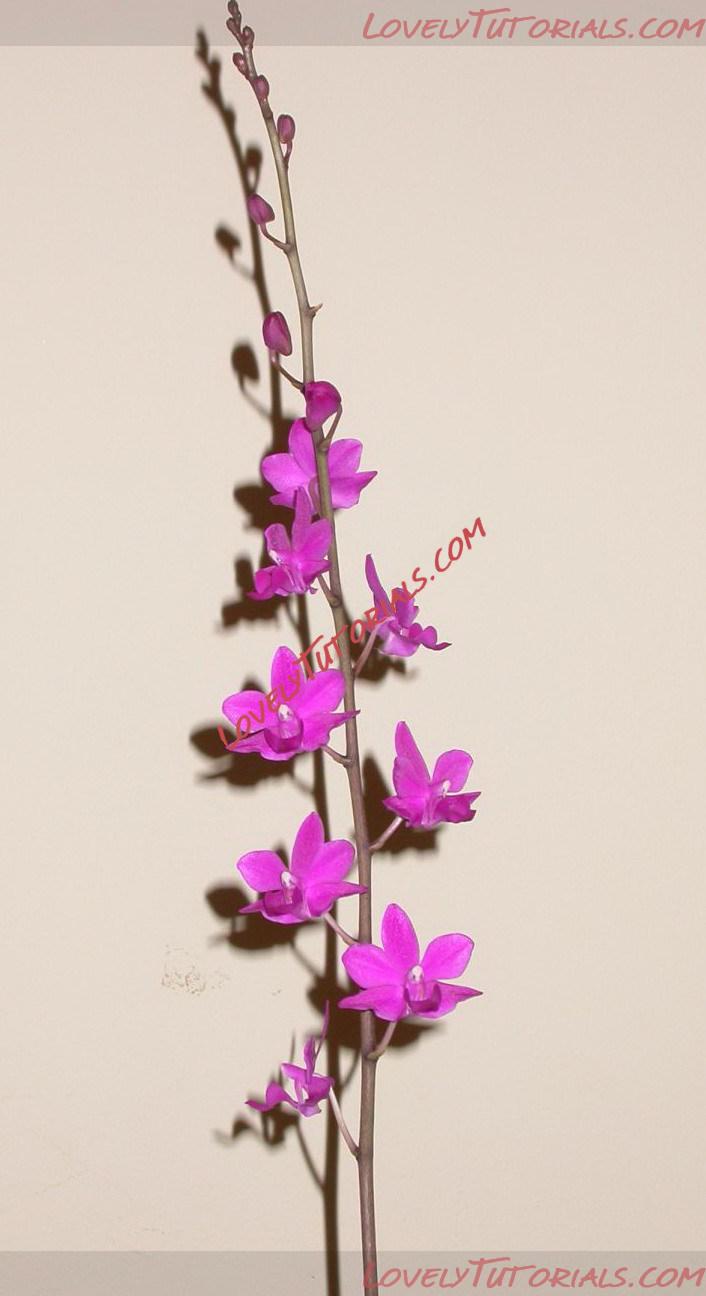 Название: Phalaenopsis buyssoniana3.jpg
Просмотров: 7

Размер: 109.0 Кб