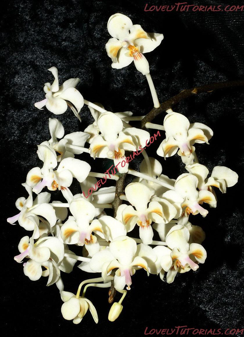 Название: Phalaenopsis celebensis2.jpg
Просмотров: 0

Размер: 276.3 Кб