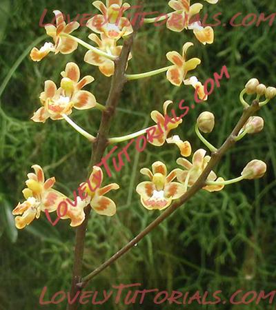Название: Phalaenopsis chibae4.jpg
Просмотров: 0

Размер: 183.9 Кб
