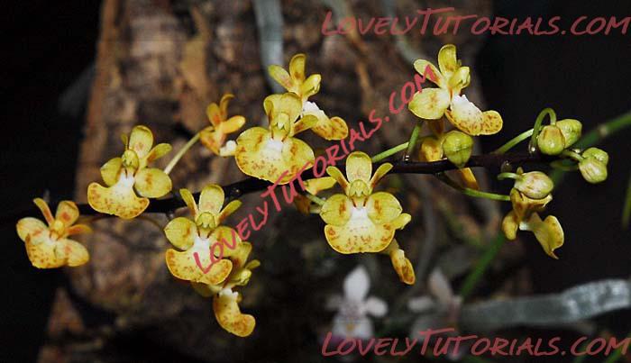 Название: Phalaenopsis chibae5.jpg
Просмотров: 0

Размер: 58.9 Кб