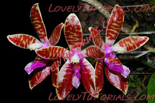 Название: Phalaenopsis corningiana3.jpg
Просмотров: 0

Размер: 117.3 Кб