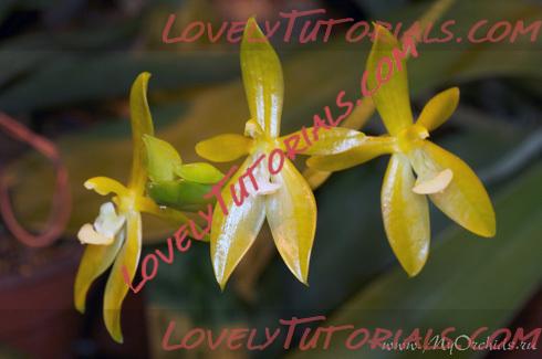 Название: Phalaenopsis cornu-cervi alba2.jpg
Просмотров: 0

Размер: 46.4 Кб