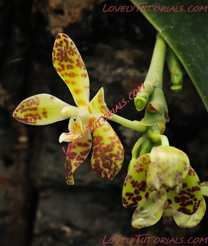 Название: Phalaenopsis doweryensis3.jpg
Просмотров: 1

Размер: 196.6 Кб