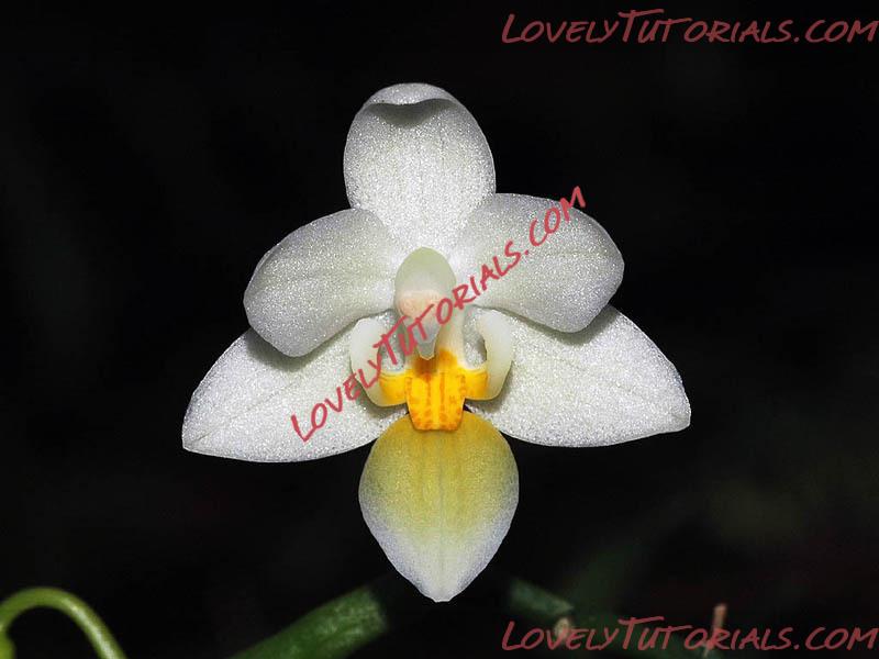 Название: Phalaenopsis equestris f. aurea3.jpg
Просмотров: 0

Размер: 62.1 Кб
