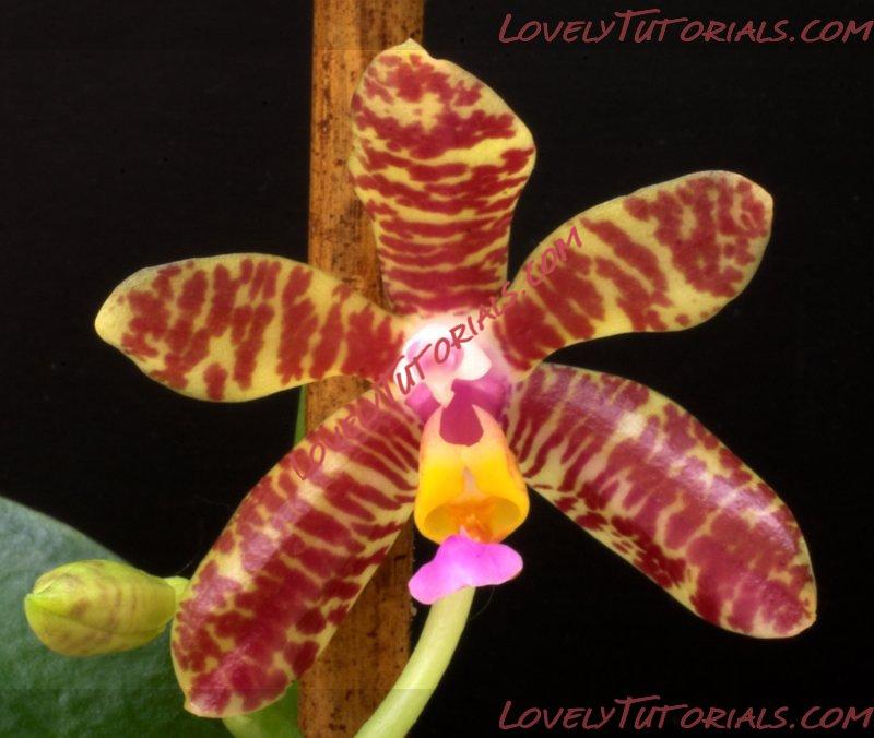 Название: Phalaenopsis fasciata.jpg
Просмотров: 0

Размер: 68.1 Кб