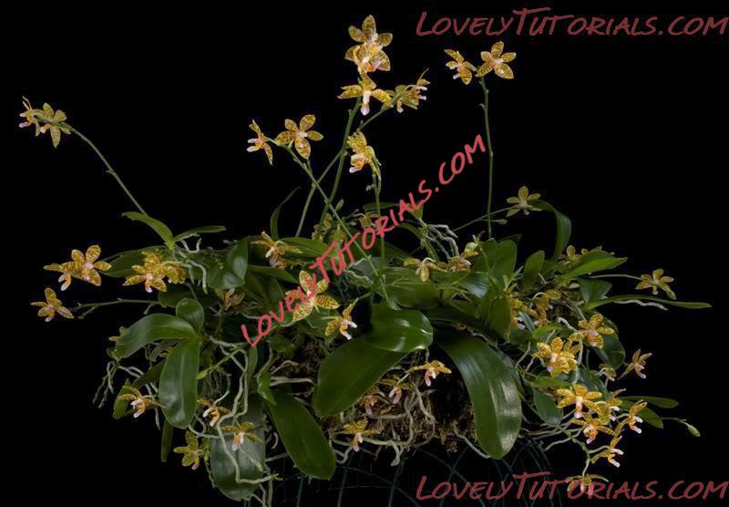 Название: Phalaenopsis fasciata3.jpg
Просмотров: 0

Размер: 65.4 Кб