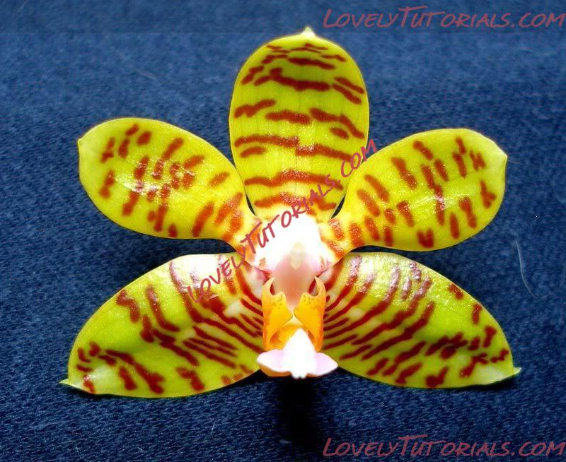 Название: Phalaenopsis fasciata4.jpg
Просмотров: 0

Размер: 102.4 Кб