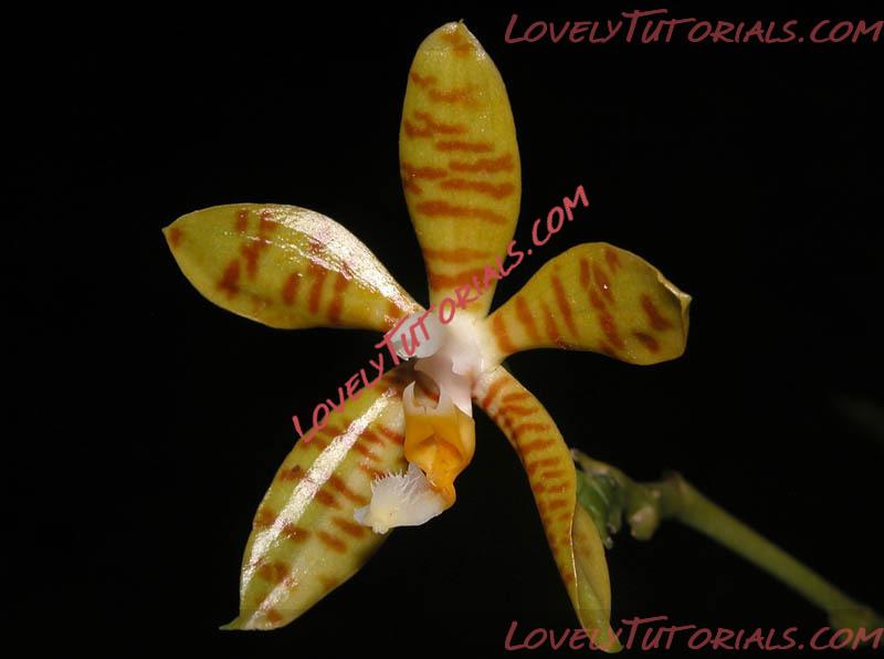 Название: Phalaenopsis fasciata5.jpg
Просмотров: 0

Размер: 55.5 Кб