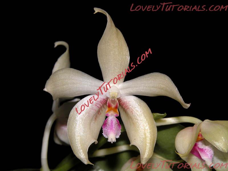 Название: Phalaenopsis fimbriata.jpg
Просмотров: 0

Размер: 58.9 Кб
