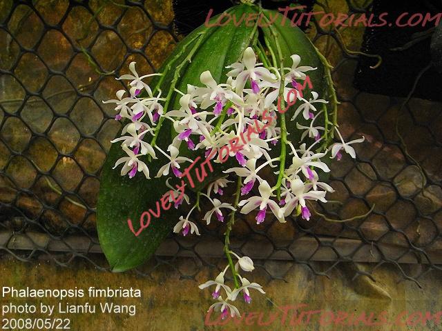 Название: Phalaenopsis fimbriata6.jpg
Просмотров: 0

Размер: 187.6 Кб
