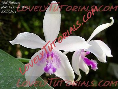 Название: Phalaenopsis fimbriata7.jpg
Просмотров: 0

Размер: 51.2 Кб