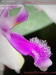 Название: Phalaenopsis fimbriata9.jpg
Просмотров: 0

Размер: 33.5 Кб