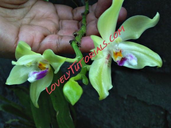 Название: Phalaenopsis fimbriata10.jpg
Просмотров: 0

Размер: 168.6 Кб