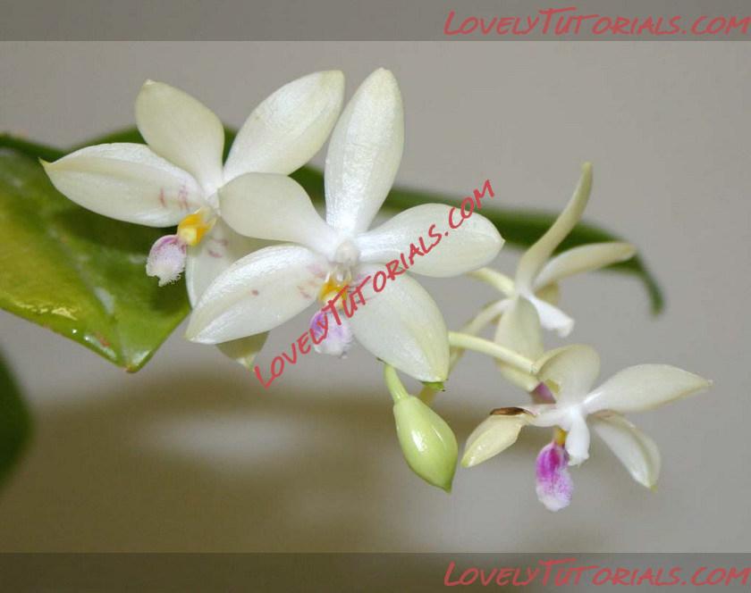 Название: Phalaenopsis floresensis2.jpg
Просмотров: 0

Размер: 84.4 Кб