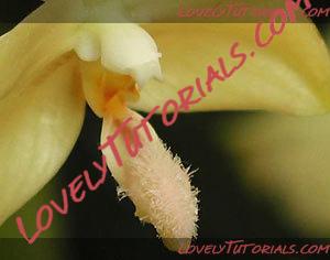 Название: Phalaenopsis floresensis5.jpg
Просмотров: 0

Размер: 10.0 Кб