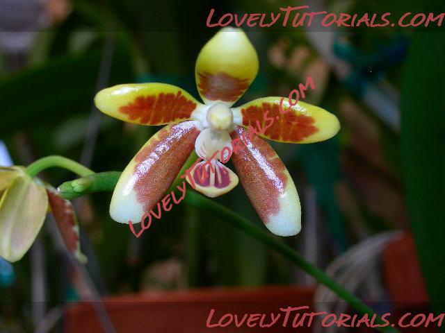 Название: Phalaenopsis fuscata.JPG
Просмотров: 0

Размер: 51.8 Кб