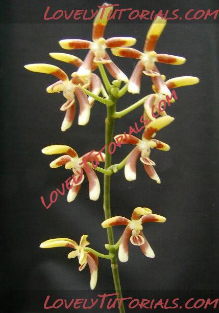 Название: Phalaenopsis fuscata2.JPG
Просмотров: 0

Размер: 43.4 Кб