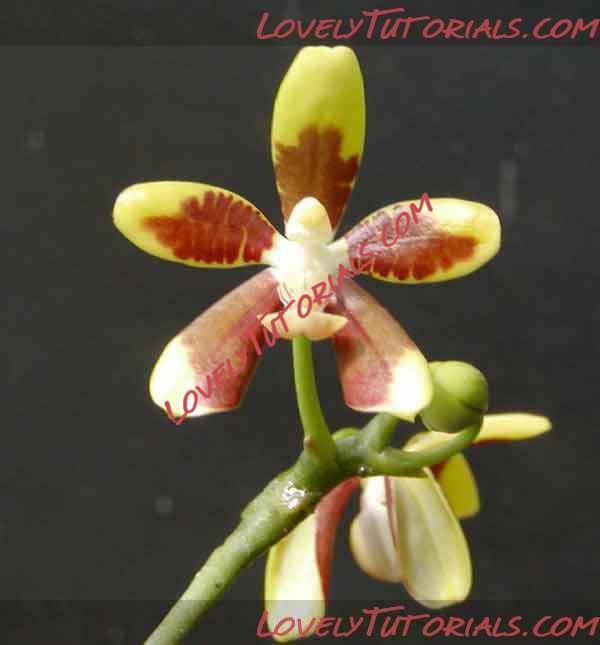 Название: Phalaenopsis fuscata3.jpg
Просмотров: 0

Размер: 13.9 Кб