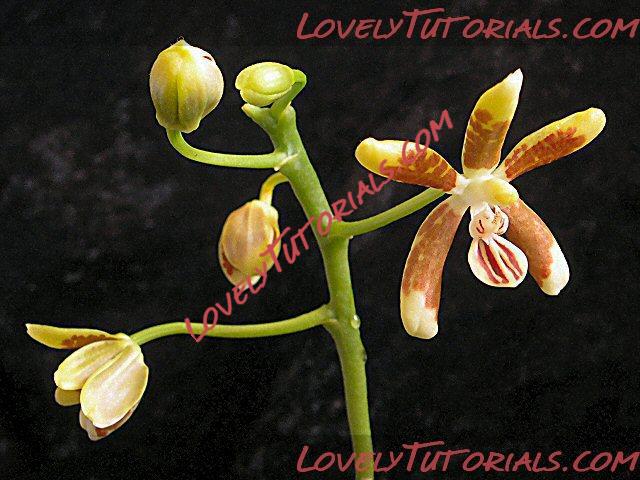 Название: Phalaenopsis fuscata4.jpg
Просмотров: 0

Размер: 122.9 Кб