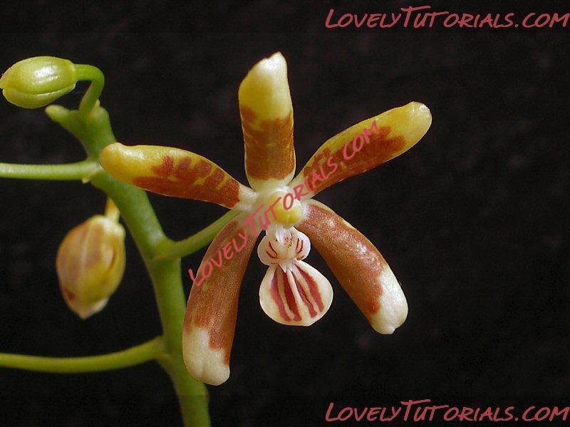 Название: Phalaenopsis fuscata5.jpg
Просмотров: 0

Размер: 114.9 Кб