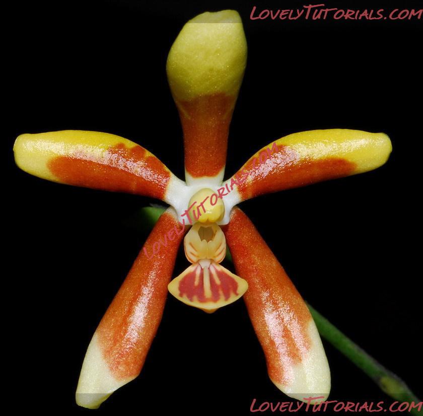 Название: Phalaenopsis fuscata6.jpg
Просмотров: 0

Размер: 104.4 Кб