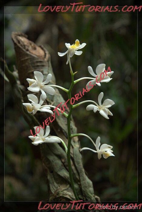Название: Phalaenopsis gibbosa6.jpg
Просмотров: 0

Размер: 49.5 Кб