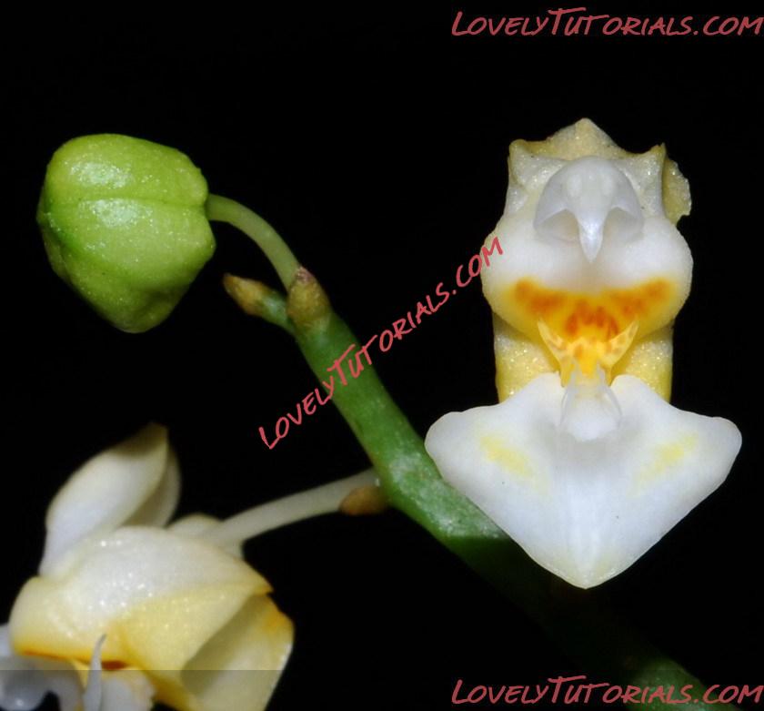 Название: Phalaenopsis gibbosa8.jpg
Просмотров: 0

Размер: 75.5 Кб